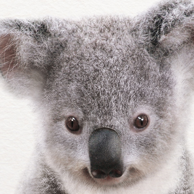 Koala Print Black and White Pi - đánh giá và giá Photography Zoo